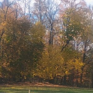 Autumn Forest Landscape Art Print